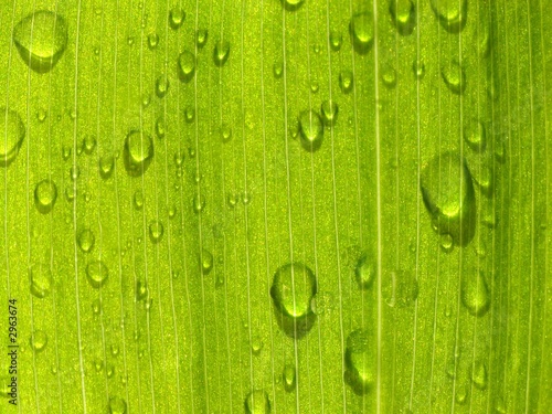 dew on a leaf