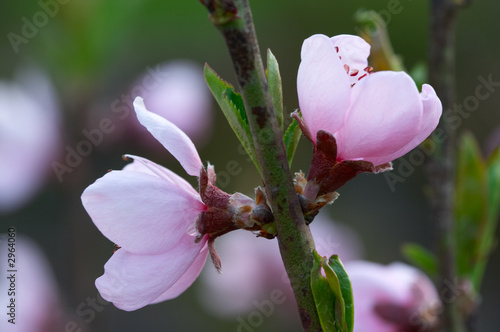 Foto flowering peach tree