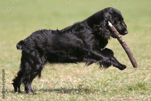 black english cocker spaniel is playing with stick