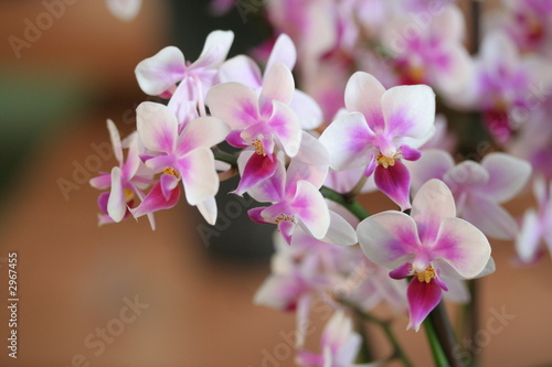 orchideenbl  ten