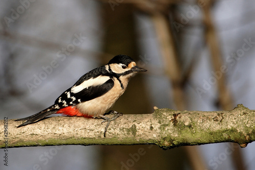 woodpecker © Gail Johnson