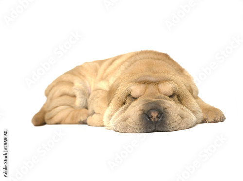 sleeping puppy