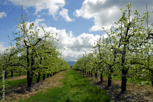 pear orchard