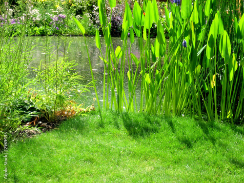 plants near a pond