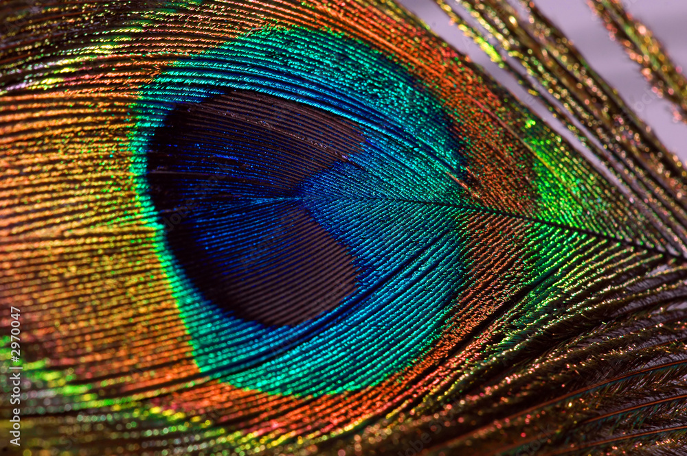 Fototapeta premium peacock feather