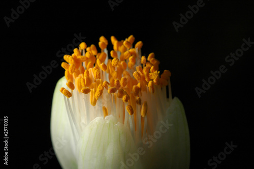 closeup of a flower photo