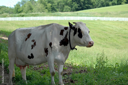 milk cow in a pasture