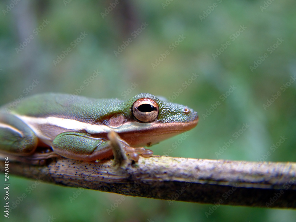 Obraz premium tree frog in the everglades