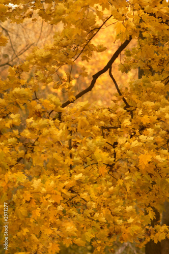yellow leaves vii