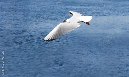 flying seagull
