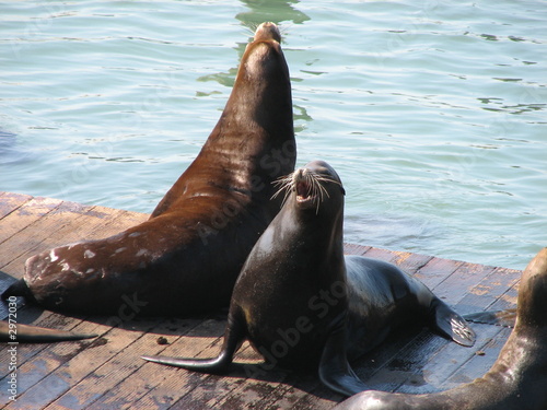 pier 39 seals