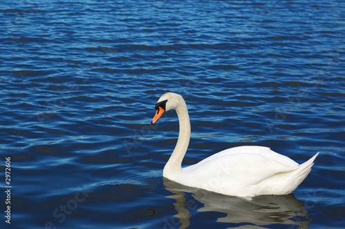 swan