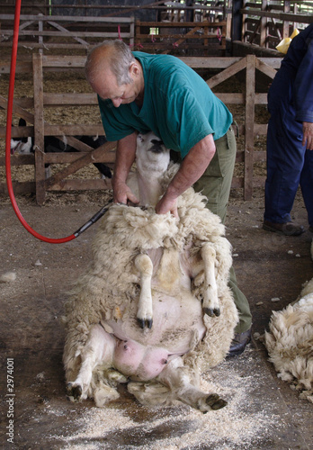 sheep shearing
