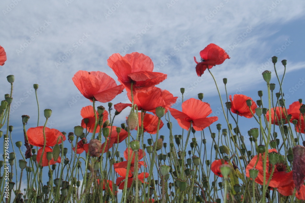 Obraz premium pole maków