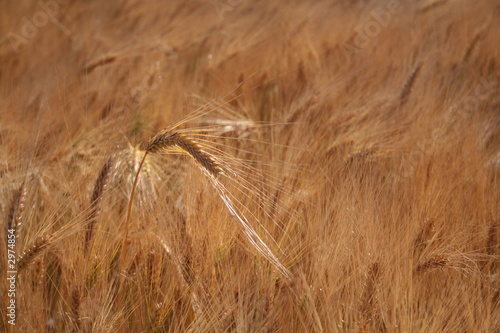 barley, crop, photo