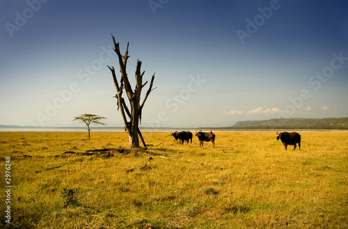 Bilde på lerret lake nakuru safari view