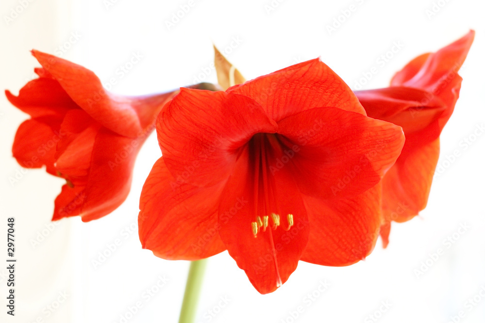 amaryllis 11 amaryllis 11
