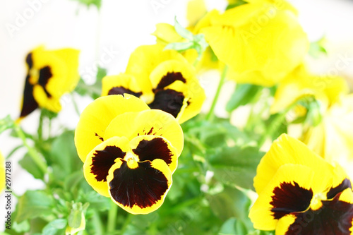 pansy 01
