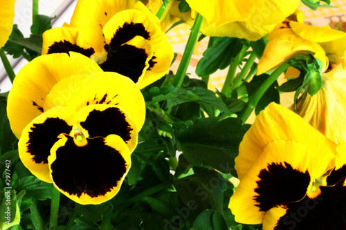 pansy 05