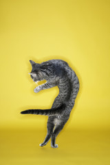 Gray striped cat twisting in air.