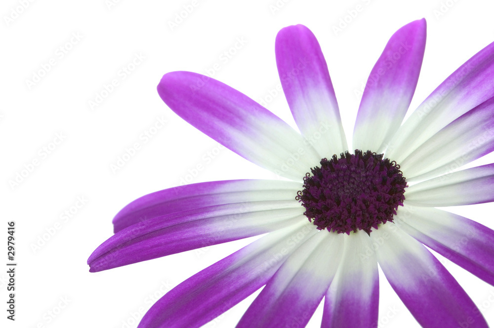 senetti magenta bi-color lower right senetti magenta bi-color lower right
