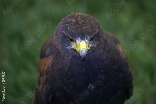 harris hawk