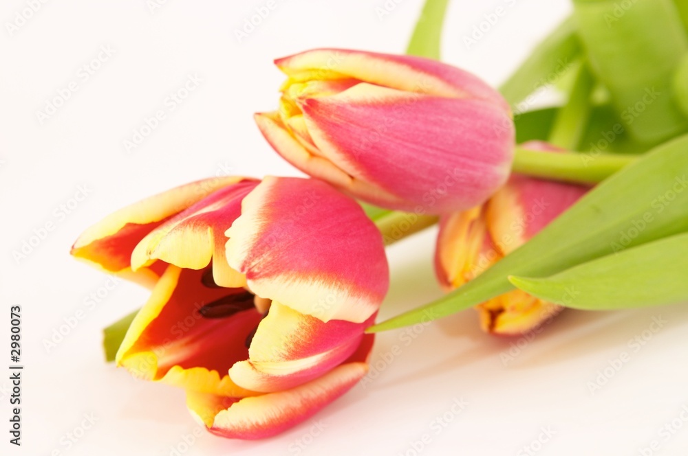 tulips tulips