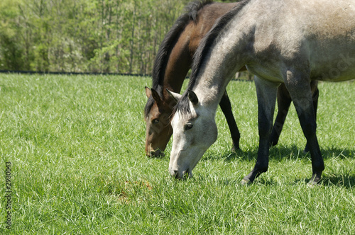 mare and foal
