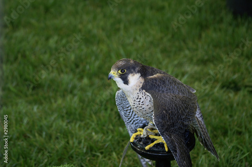 peregrine falcon