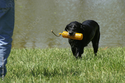 retriever