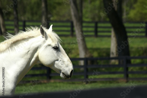 white horse profile