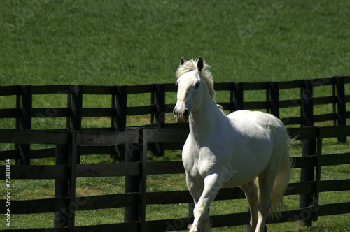 running white horse