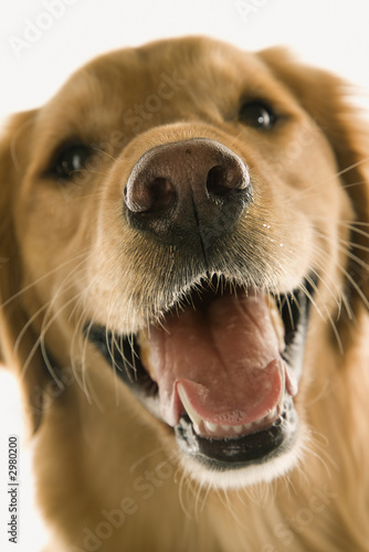 Fototapeta Naklejka Na Ścianę i Meble -  Close up of Golden Retriever dog.