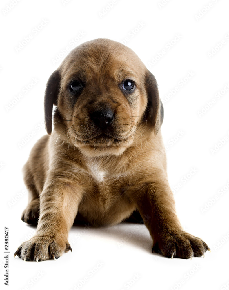 cute puppy cute puppy