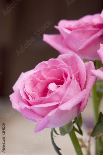 pink rose close-up