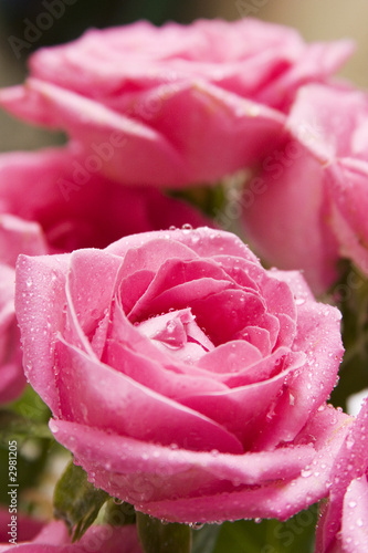 pink rose close-up 6
