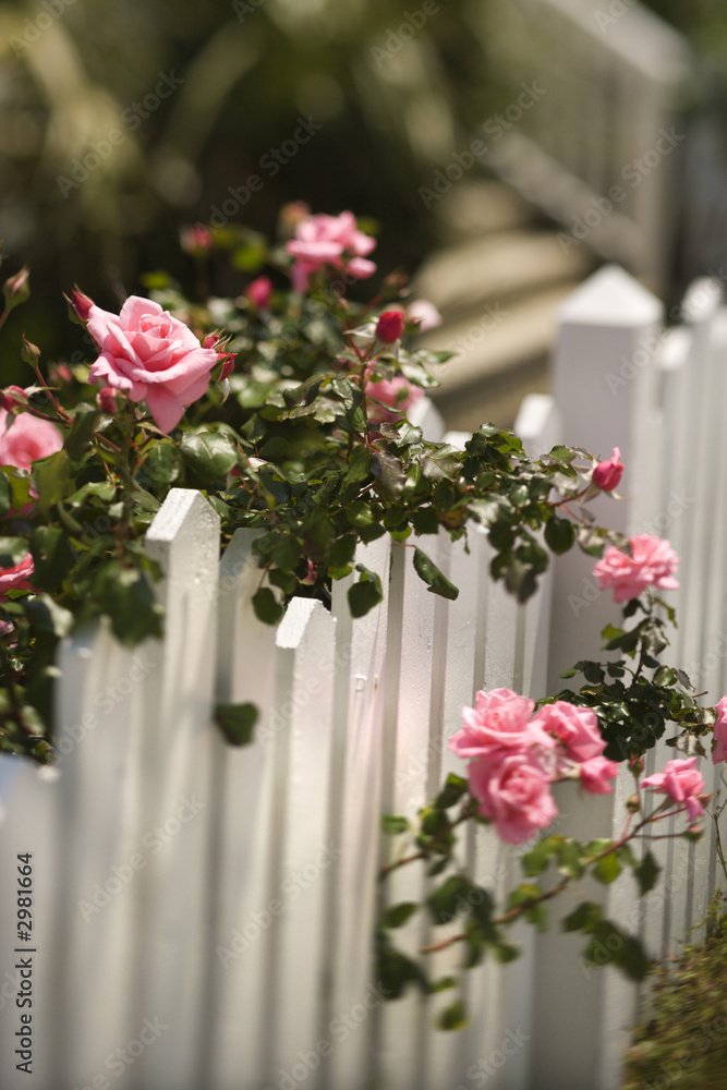Roses growing over fence. Roses growing over fence.