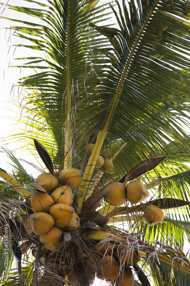 Fototapeta premium Coconut tree full of coconuts.
