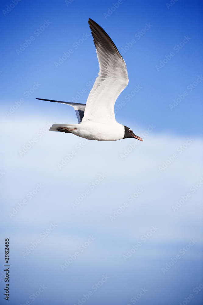 Fototapeta premium Black-headed gull in flight.