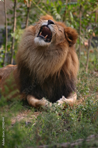 Obraz na plátne snarling lion