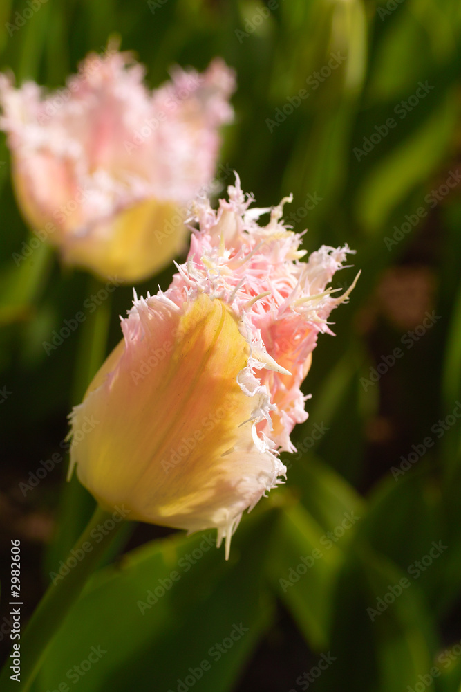 pink fringed tulip pink fringed tulip
