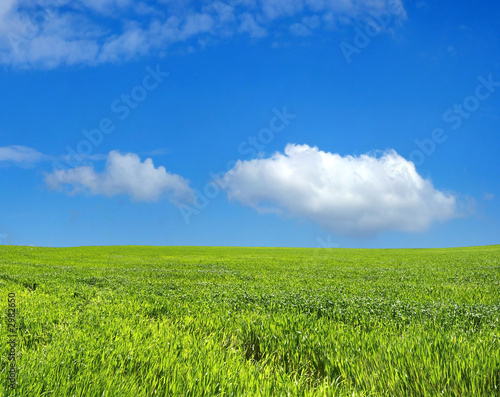 wheat field over beautiful blue sky 2