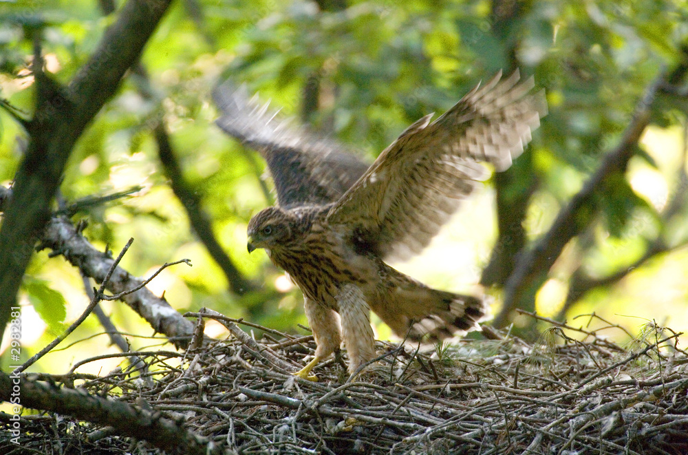 Fototapeta premium goshawk