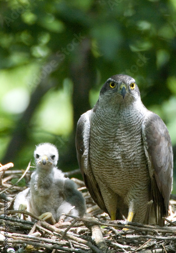 goshawk photo