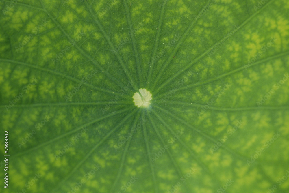 green lotus leaf