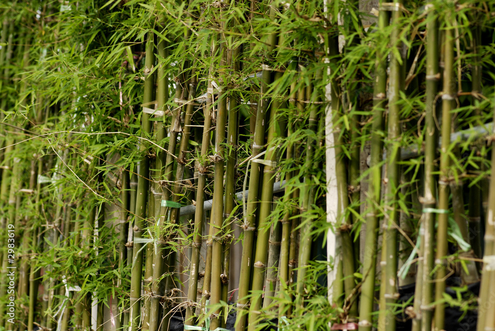 Fototapeta premium green bamboo trees
