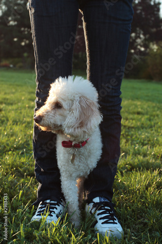 french poodle