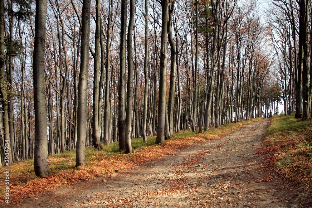 Fototapeta premium collar-work in forest of european beech