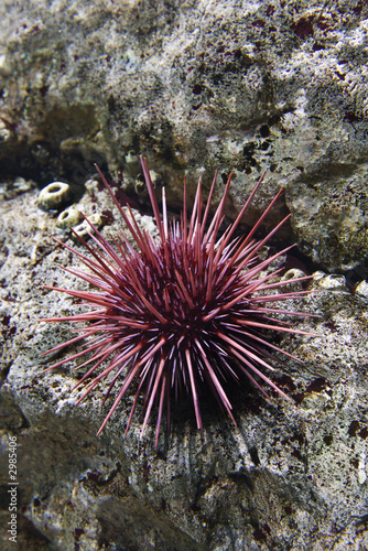 Underwater sea urchin in aquarium in Lisbon, Spain. © iofoto
