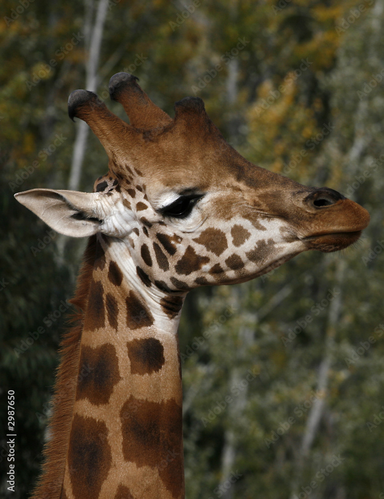 Obraz premium giraffe